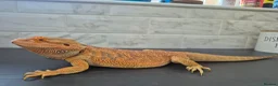 Bearded Dragon reptiles for sale: Bearded dragon for sale - Advert 8