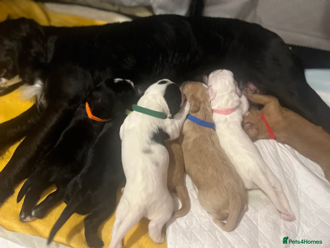 Cocker Spaniel dogs for sale: Working cocker spaniel puppies - Advert 3