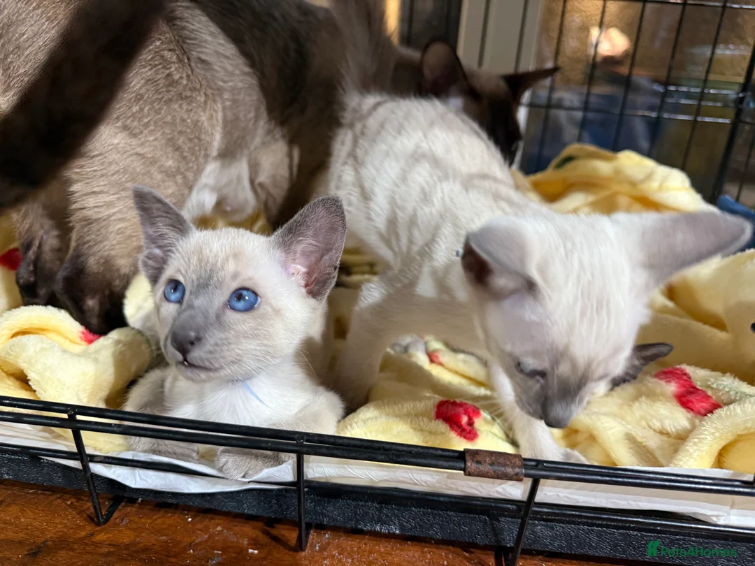 Siamese cats for sale: Siamese kittens  - Advert 15