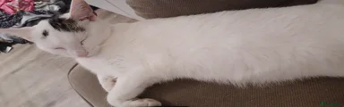 British Shorthair 1