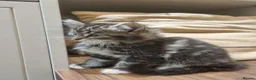 Maine Coon cats for sale: Gorgeous Maine Coon X Kittens-Litter of 7 - Advert 20