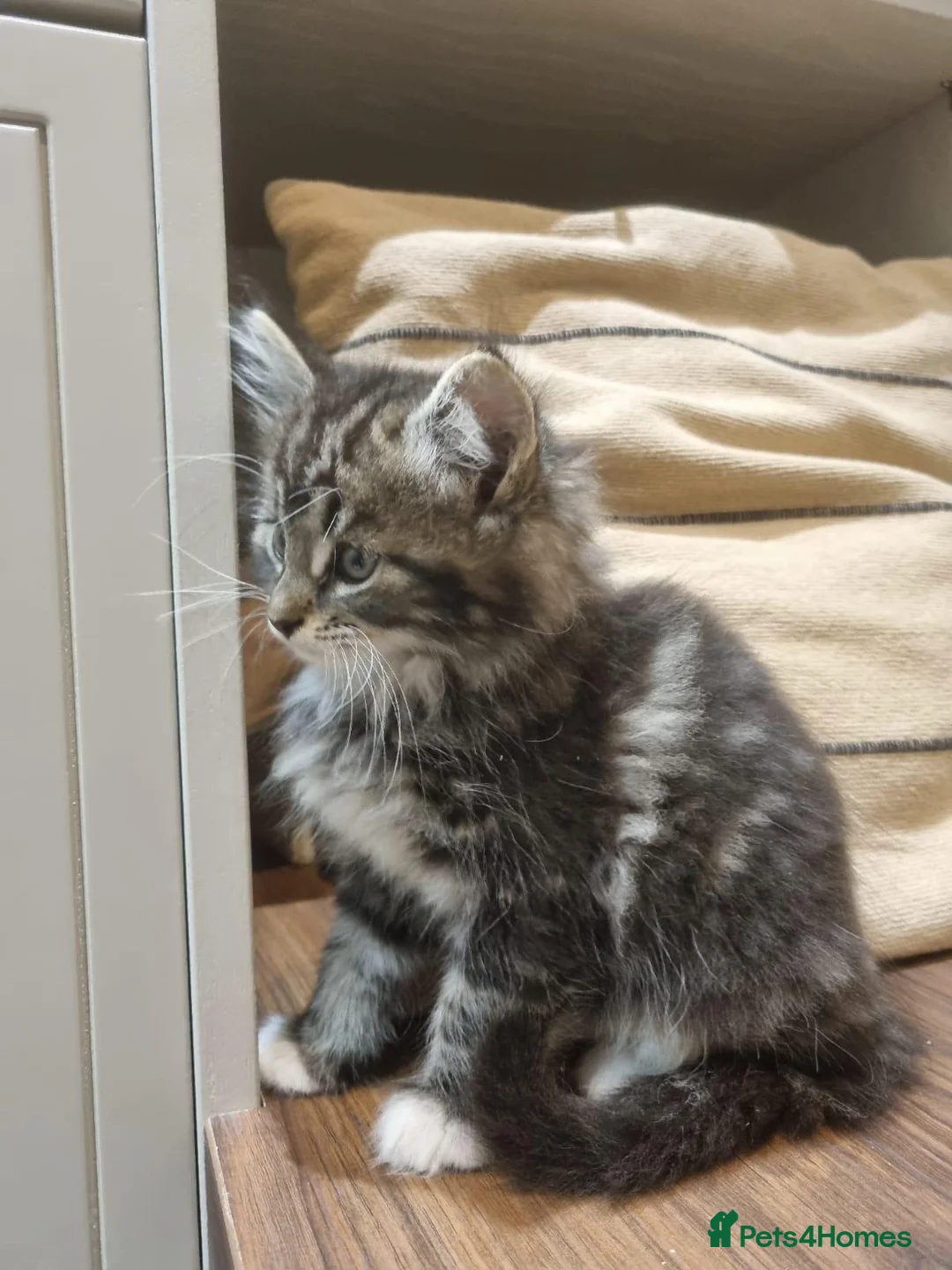 Maine Coon cats for sale: Gorgeous Maine Coon X Kittens-Litter of 7 - Advert 20