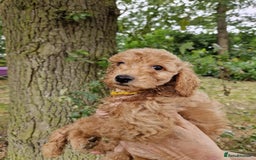 Cockapoo dogs for sale: EXCEPTIONAL HEALTH TESTED SHOW TYPE COCKAPOOS F1B - Image 7