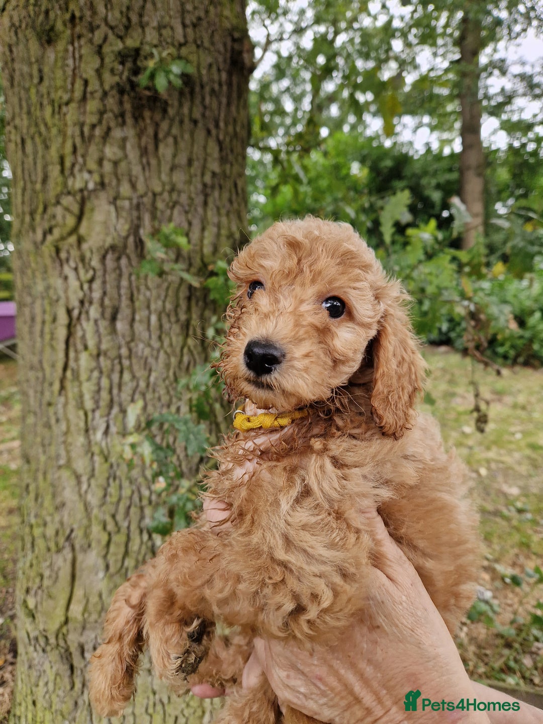 Cockapoo dogs for sale: EXCEPTIONAL HEALTH TESTED SHOW TYPE COCKAPOOS F1B - Image 7