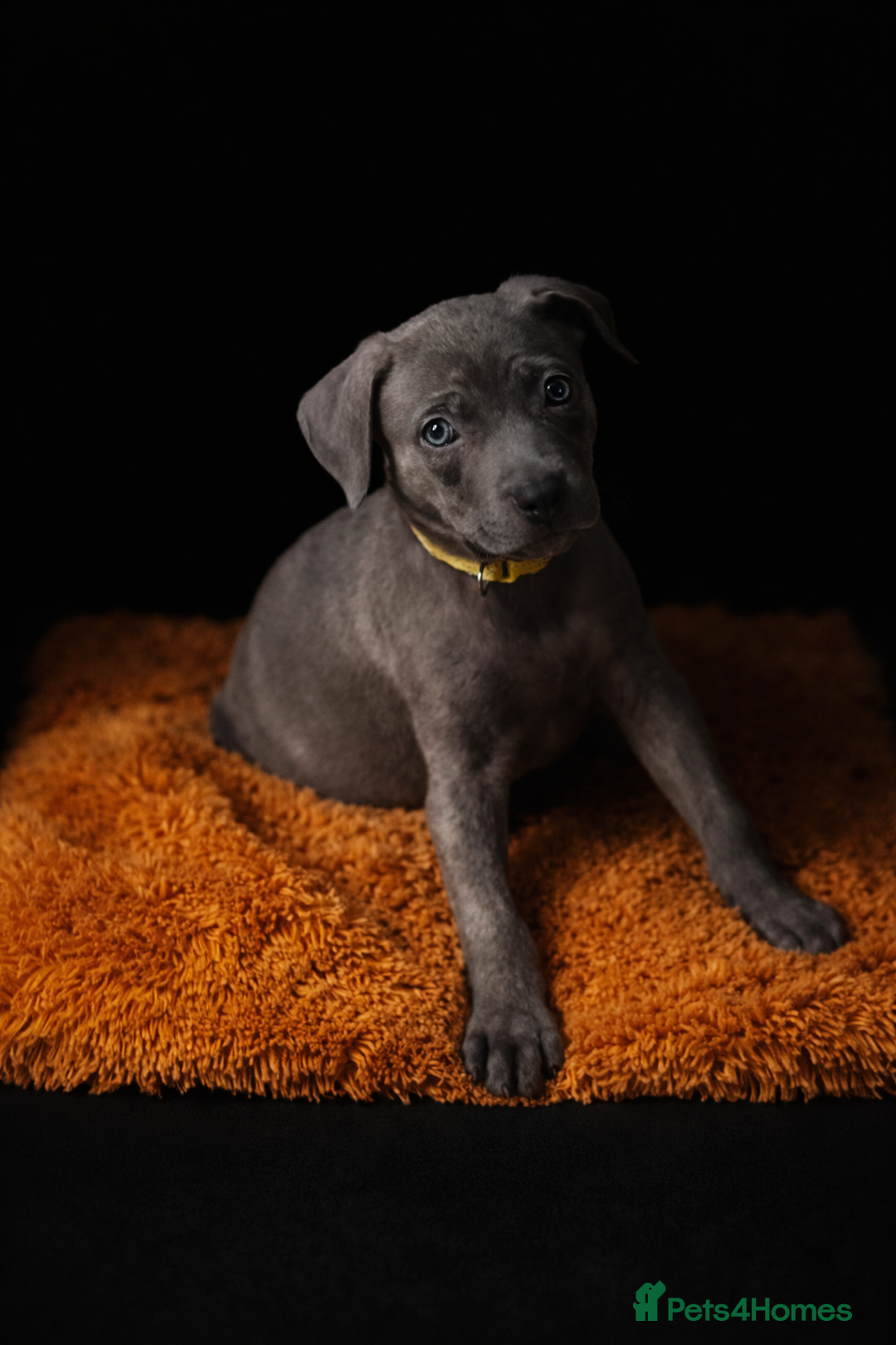 Mixed Breed dogs for sale: Loving puppy looking for her forever home - Advert 1