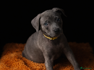 Mixed Breed dogs Loving puppy looking for her forever home - Advert 1