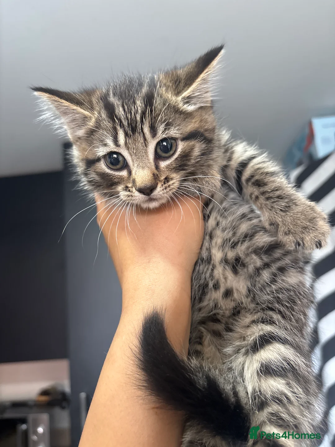 Mixed Breed cats for sale: Mainecoon x Tabby kittens  - Advert 2