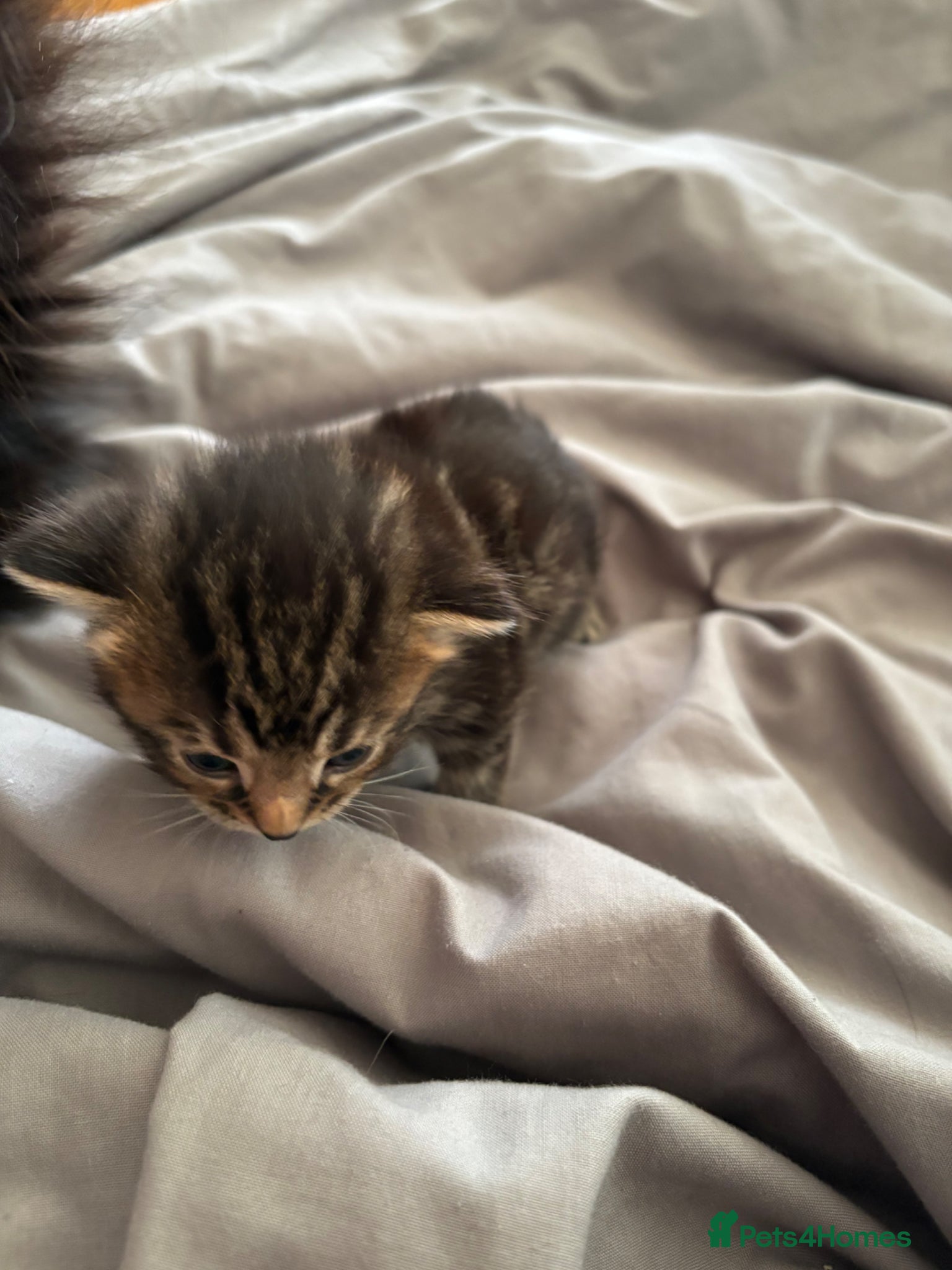 Mixed Breed cats for sale: 2 beautiful female kittens - Advert 3