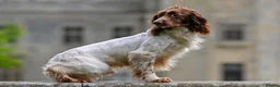 English Springer Spaniel dogs for sale: FTCh Sired ESS Puppies For Sale in Axbridge - Advert 11