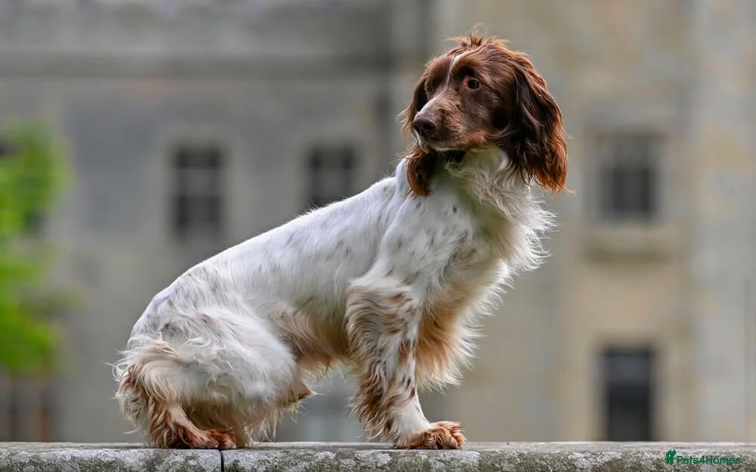 English Springer Spaniel dogs for sale: FTCh Sired ESS Puppies For Sale in Axbridge - Advert 11