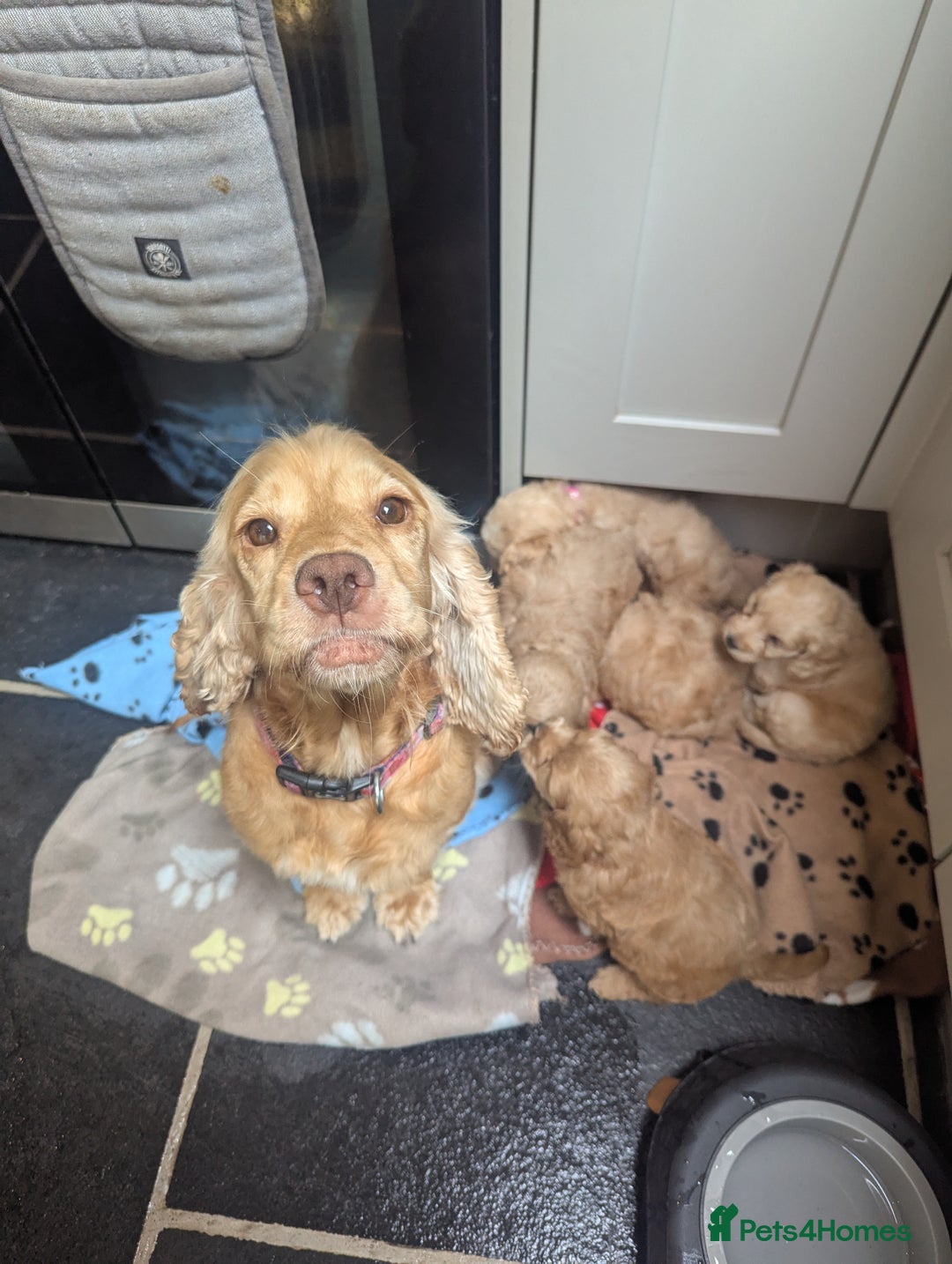 Cockapoo dogs for sale: Beautiful Cockapoo Puppies  - Image 3