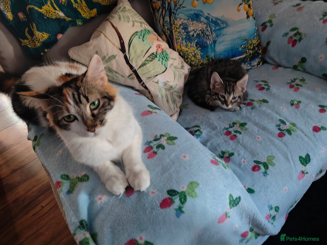 Mixed Breed cats for sale: Female kittens - Image 11