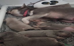 French Bulldog dogs for sale: Beautiful Quality Females Ready To Leave Soon - Image 7