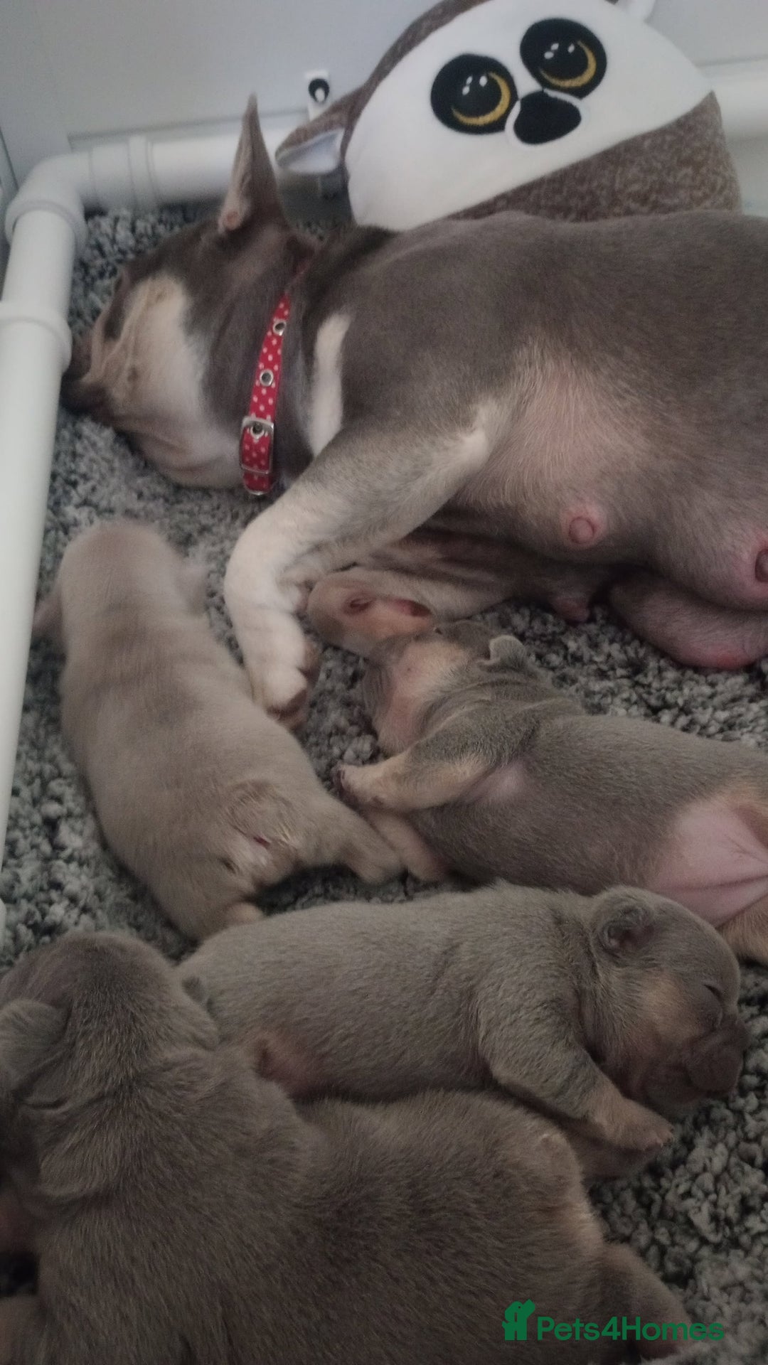 French Bulldog dogs for sale: Beautiful Quality Females Ready To Leave Soon - Image 7