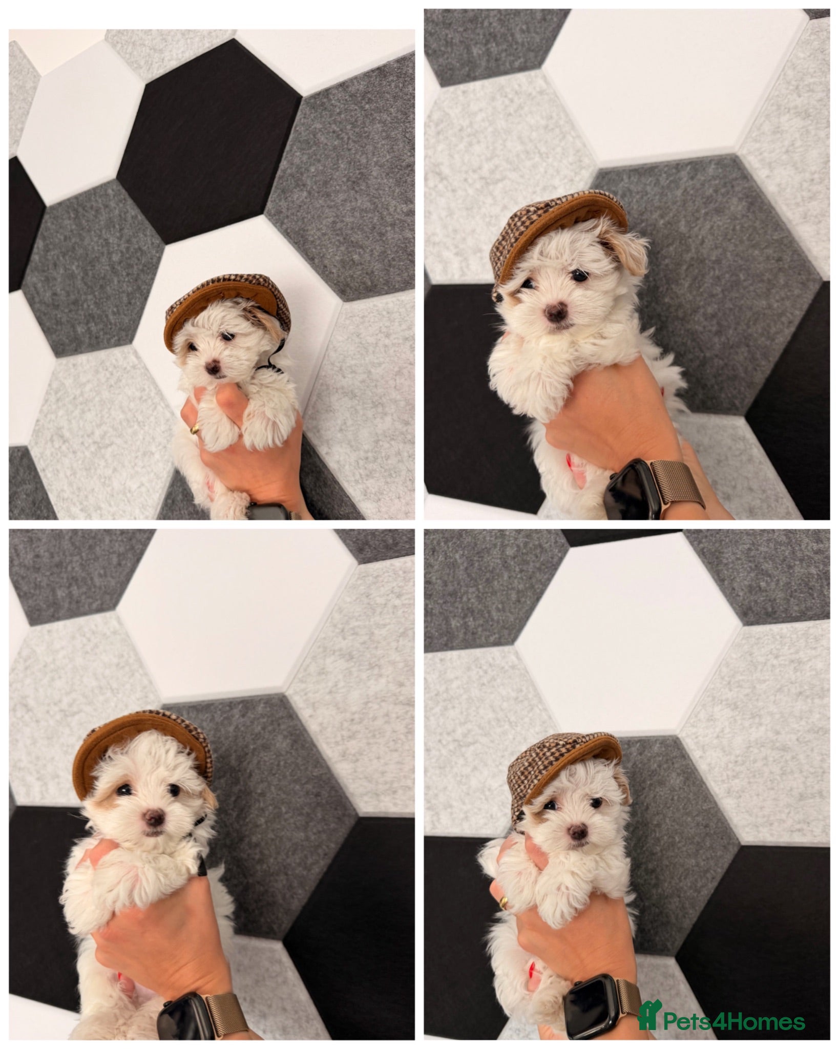 Maltipoo dogs ❌❌💲 Maltipoo F2 READY TO GO‼️ - Advert 2