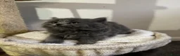 British Shorthair cats for sale: British shorthair Lilac and blue Kittens - Advert 23