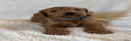Cockapoo dogs for sale: Stunning Deep Red Cockapoos - Advert 8