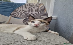 Snowshoe cats for sale:  pedigree Tica reg  snowshoes  READY NOW - Image 11