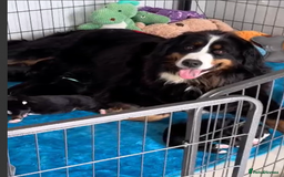 Bernese Mountain Dog dogs for sale: 5 month old stunning dog - Image 6