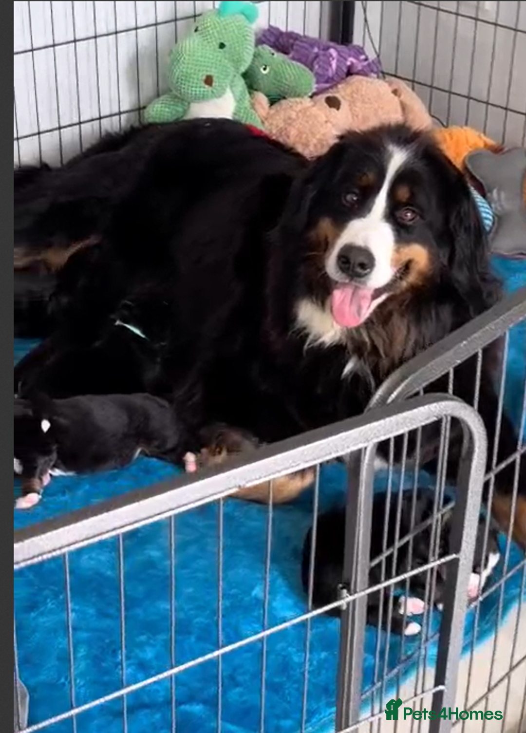 Bernese Mountain Dog dogs for sale: 5 month old stunning dog - Image 6