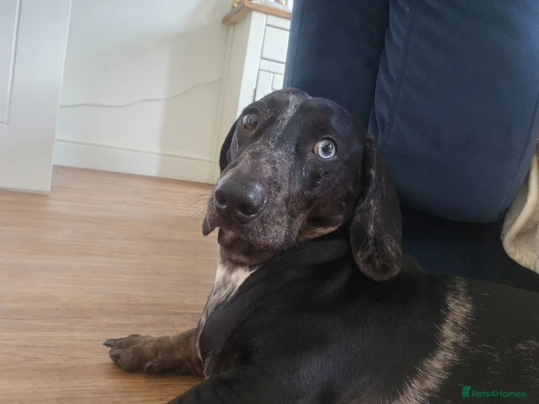 Dachshund dogs for sale: Stunning Standard Dachshund Male in Ipswich - Advert 4