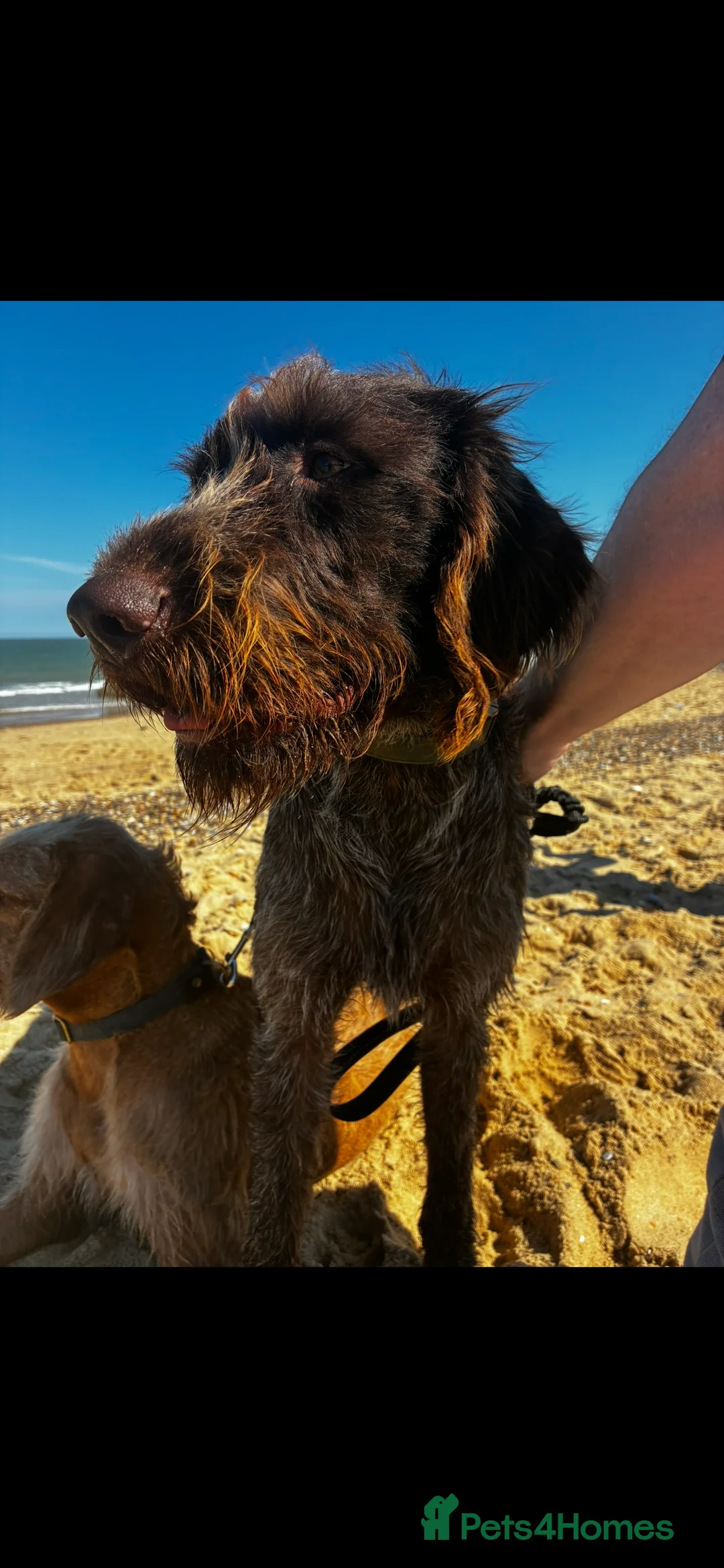 German Wirehaired Pointer dogs for sale: Rudy. 18 month old German wirehaired pointer  - Advert 6