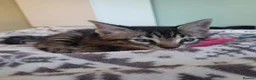 Mixed Breed cats for sale: Kittens for sale - Advert 17