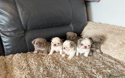 Pug dogs for sale: Stunning litter lilac tans and lilac tan pandas - Image 37