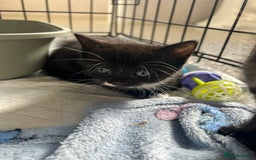Mixed Breed cats for sale: 4 beautiful kittens looking for a forever home  - Image 4