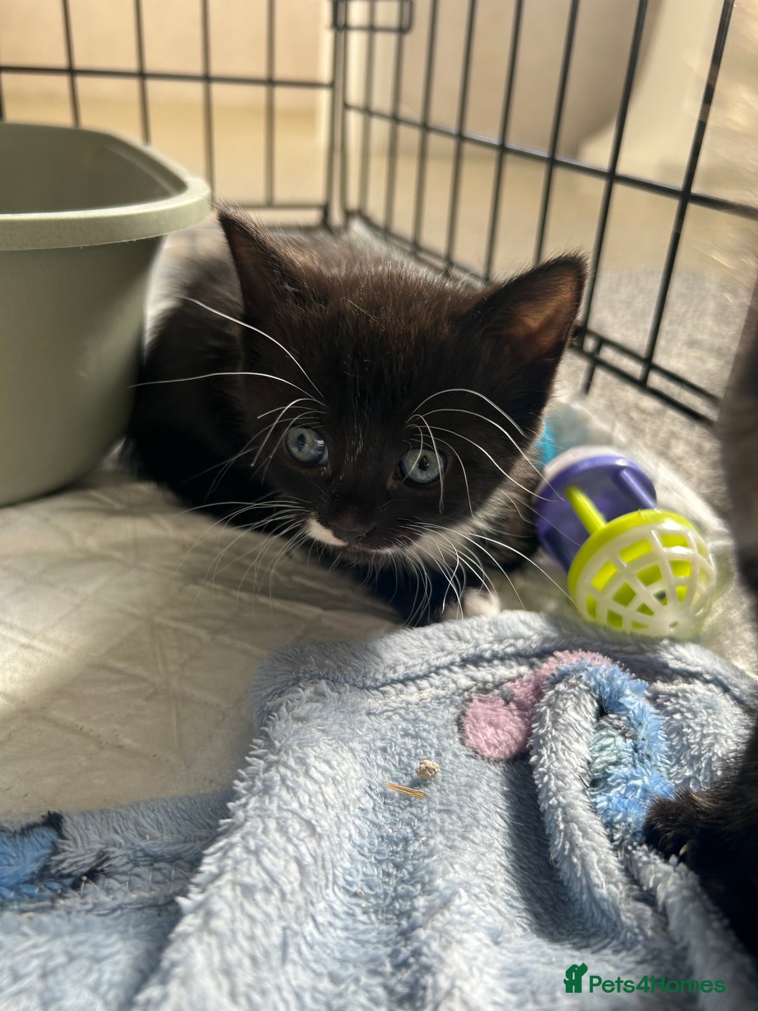 Mixed Breed cats for sale: 4 beautiful kittens looking for a forever home  - Image 4