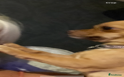 Chihuahua dogs for sale: Beautiful fawn girl 3yrs old - Advert 5