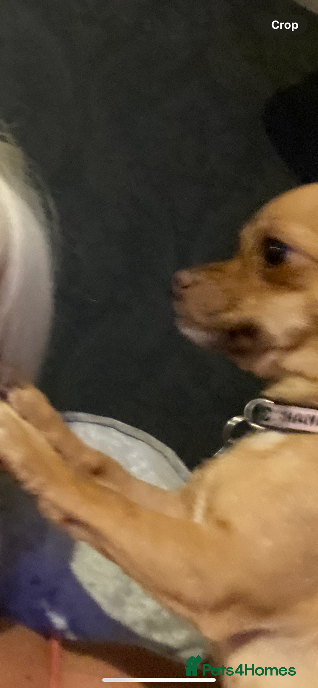 Chihuahua dogs for sale: Beautiful fawn girl 3yrs old - Advert 5