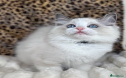 Ragdoll cats for sale: Beautiful Ragdoll girls - ready to reserve now! - Image 4
