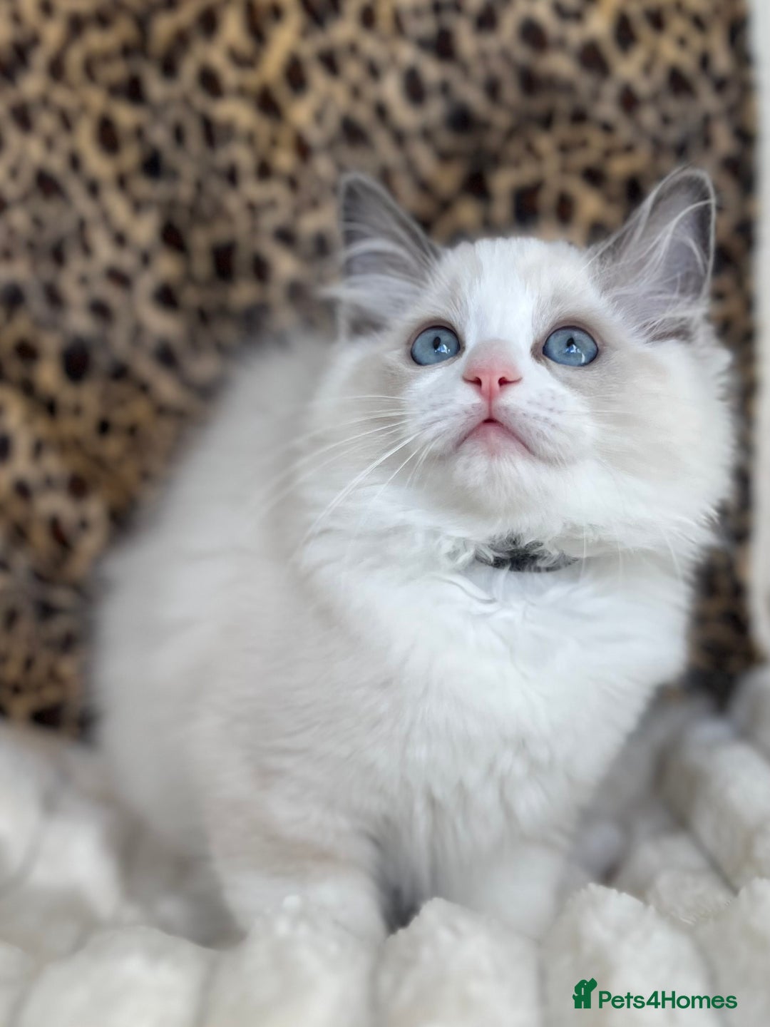 Ragdoll cats for sale: Beautiful Ragdoll girls - ready to reserve now! - Image 4