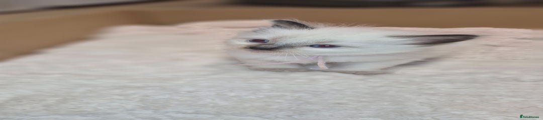 Lilac collar BLUE POINT LIKE MUM