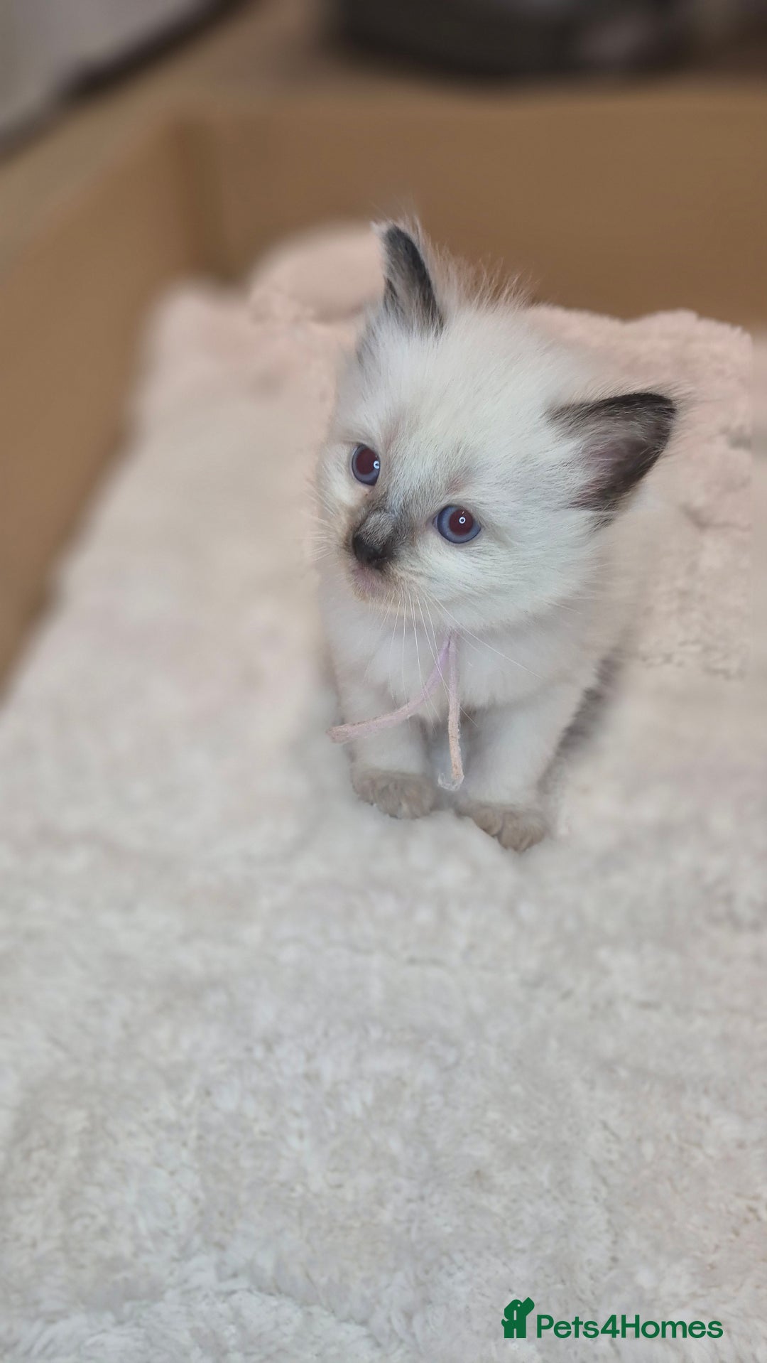 Ragdoll cats for sale: Proven healthy ragdolls 🐾 Sepias & traditionals   - Image 23