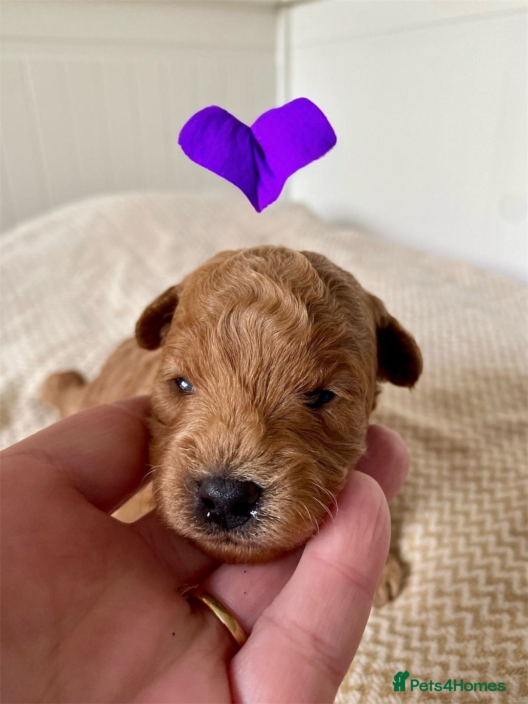Poochon dogs for sale: ♥️🐶🧸 TINY ASIAN TOY POOCHONS FOR SALE ♥️ - Advert 14