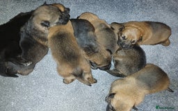German Shepherd dogs for sale: Czech shepherd  - Image 4