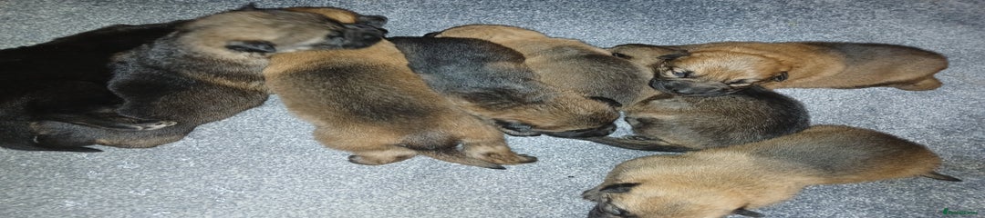 German Shepherd Puppy 1