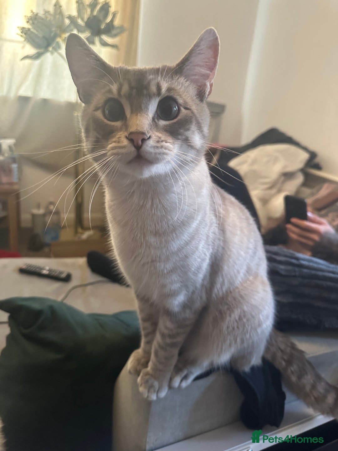 Ragdoll cats for sale: Flame-Tipped Ragdoll Kittens - Advert 5