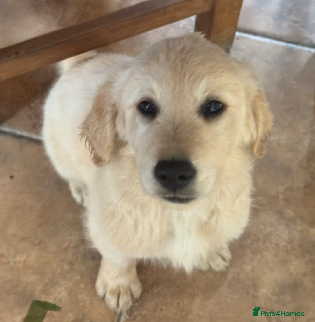 Golden Retriever dogs for sale: Healthy well socialised calm KC puppies - Image 26