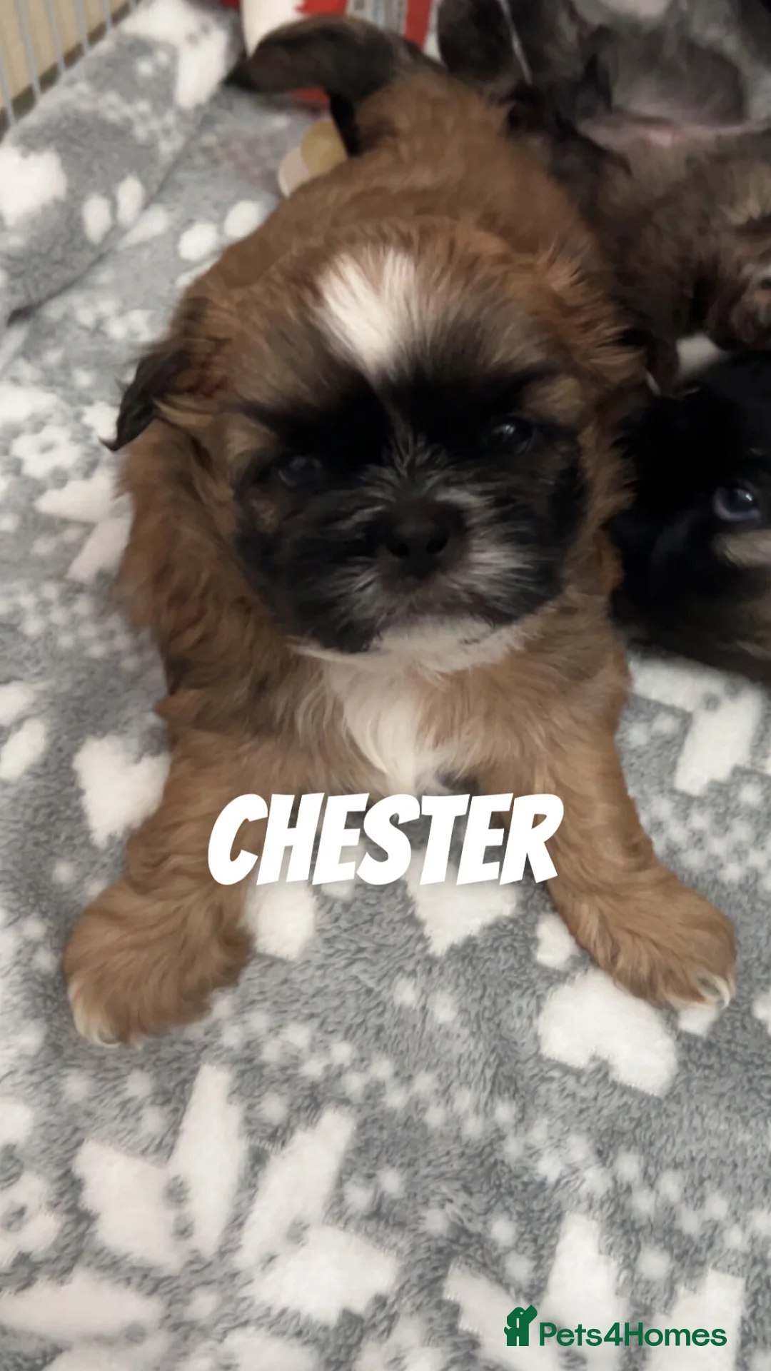 Shih Tzu dogs for sale: Imperial Shih tzu puppies  - Advert 2