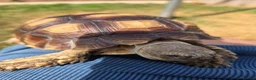 Tortoise reptiles for sale: Sulcata 1 year old in New Romney - Advert 5