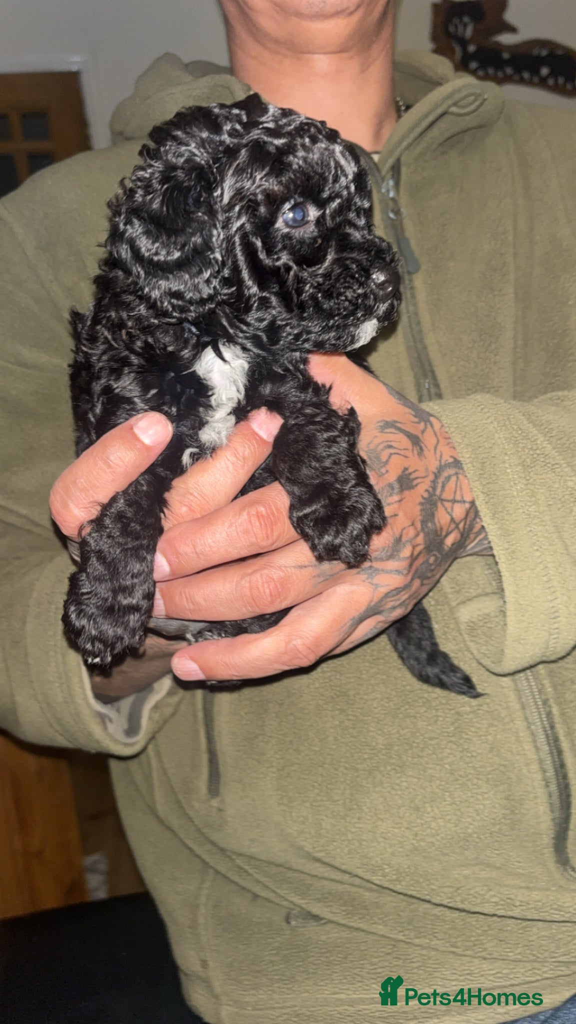 Jackapoo dogs Adorable Jackapoo Puppies  - Advert 1