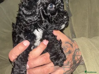 Jackapoo dogs Adorable Jackapoo Puppies - Advert 1