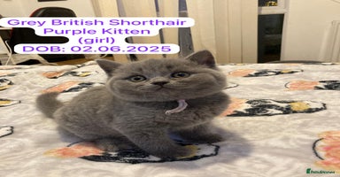 British Shorthair cats - Advert 3