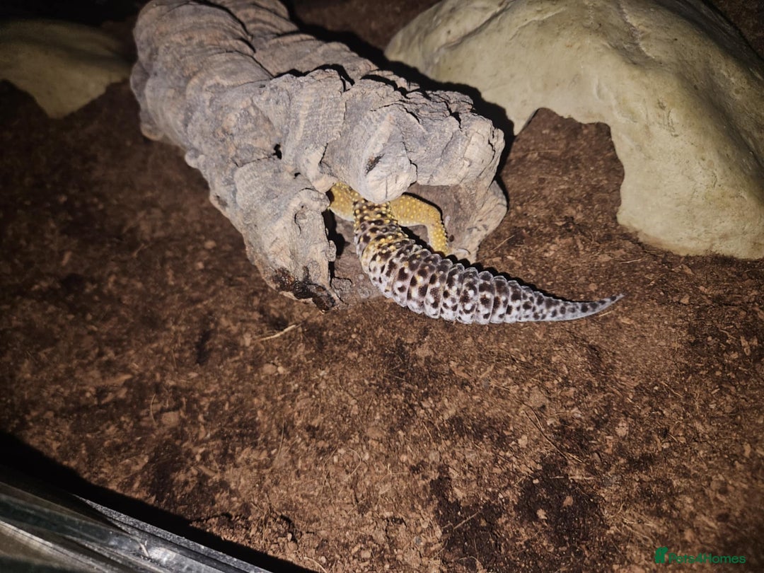 Leopard Gecko reptiles for sale: leopard gecko with setup - Image 3