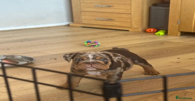 English Bulldog dogs - Advert 1