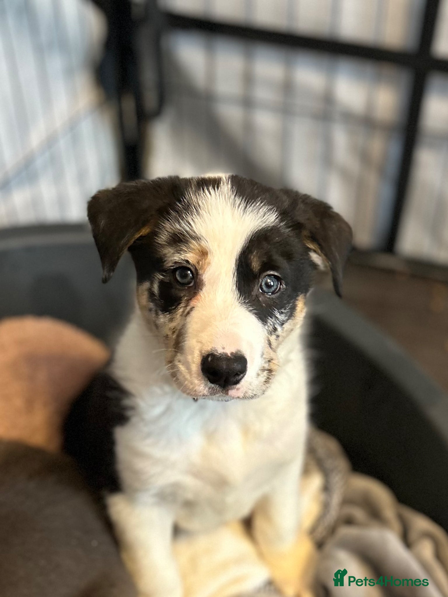 Border Collie dogs 1 stunning little male Merle remaining - Advert 12
