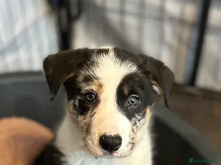 Border Collie dogs 1 stunning little male Merle remaining - Advert 12